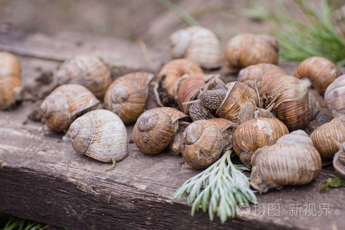 食用蜗牛或蜗牛,是一种大的,可食用的,呼吸空气的陆地上的木板.