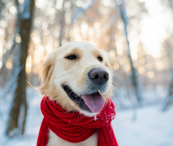 冬季背景白色猎犬的特写微笑肖像