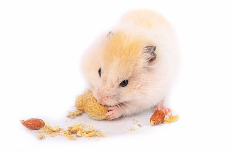 仓鼠吃东西图片