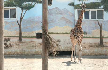 阳光明媚的一天，罗斯柴尔德长颈鹿在动物园的围栏里