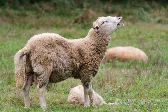 羊在叫羊叫的肖像在绿草丛生的草地上一群羊乡村生活观念绵羊在大自然