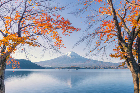 Mountain Fuji with red maple leaves or fall foliage in colorful 