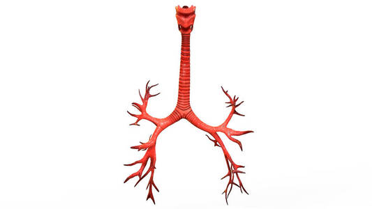 男人 生理学 肺炎 器官 解剖学 系统 肌肉 三维 骨架