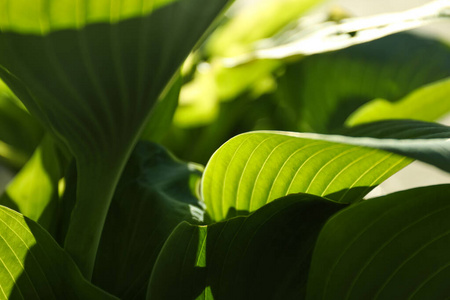 太阳 植物 树叶 植物区系 生长 园艺 公园 植物学 灌木