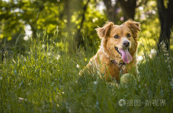 春天的一天狗在公园里玩耍