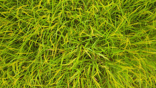 Aerial top view of the green rice background pattern at morning 