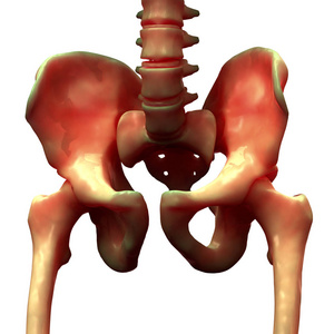 人体骨骼髋部和骨盆