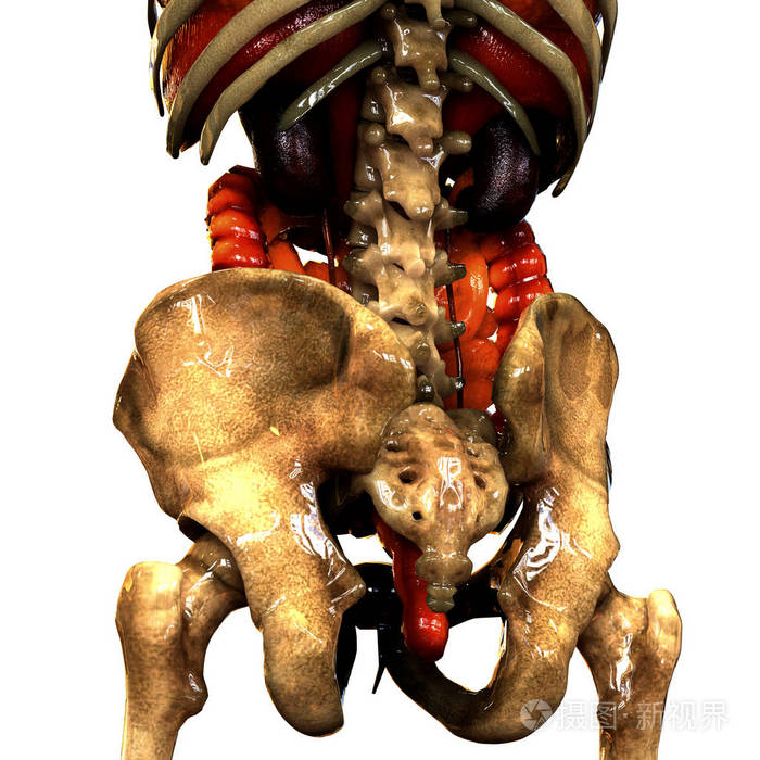 人体骨骼髋部和骨盆jpg