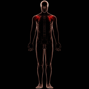 脊柱 炎症 臀部 三维 肱骨 软骨 尺骨 解剖学 男人 骨质疏松症