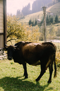 乡村 奶牛 风景 动物 旅行 领域 天空 哺乳动物 自然