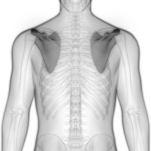 生物学 骨架 解剖 男人 骨质疏松症 肩胛骨 臀部 尺骨