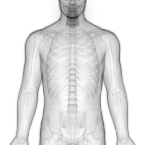 尺骨 运动 髌骨 伤害 骨架 肌肉 炎症 科学 疼痛 插图