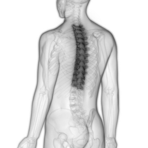 软骨 解剖 尺骨 骨骼 照顾 肌肉 医学 科学 三维 生物学