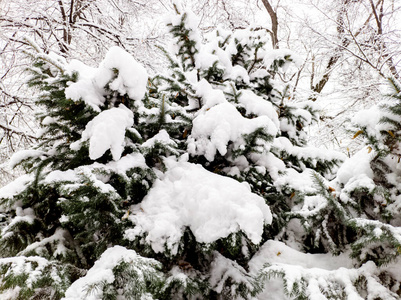 分支 森林 季节 寒冷的 木材 自然 圆锥体 美丽的 雪花