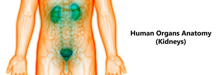 成人 肾病学 前列腺 生物学 尿道 解剖学 三维 身体 肿瘤