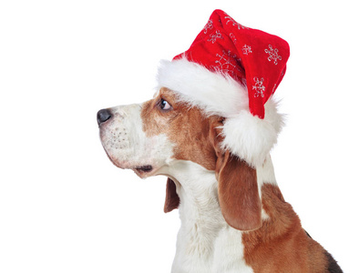 Profile of dog in Santa hat isolated on white background. 