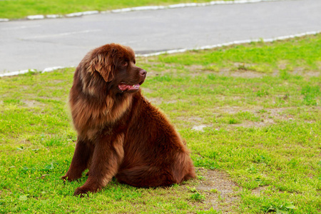 纽芬兰犬种