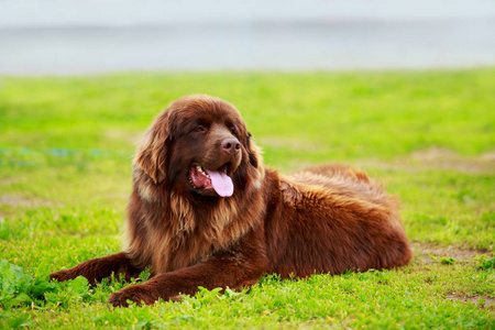 纽芬兰犬种相似素材图片 摄图新视界