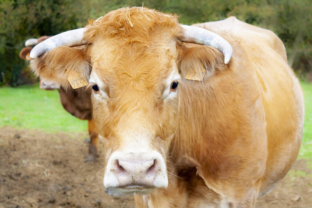 Galician blonde cow rubia gallega, a breed native to Galicia, 