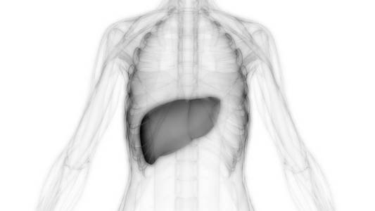 医学 外科手术 胆囊 插图 解剖 信息图表 解剖学 肝炎