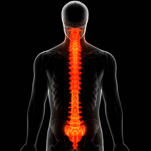 骨科 运动 伤害 损伤 人类 骨骼 脊骨 解剖学 生物学
