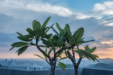 风景 屋顶 植物 蓝天 马来西亚 天空