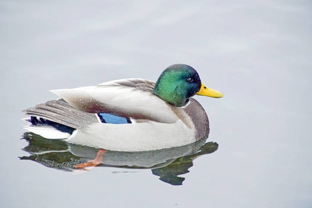 反射 野生动物 鸭子 绿头鸭 动物 游泳 水禽 公鸭 池塘