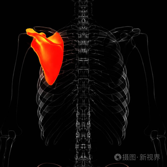 臀部 身体 炎症 人类 股骨 骨骼 医学 尺骨 解剖 科学