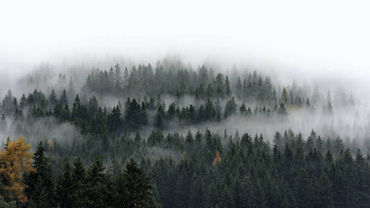 风景 自然 落下 早晨 环境 美丽的 旅行 森林 小山 山谷