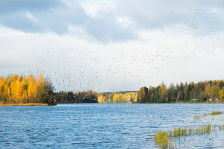 一大群藤壶鹅正飞过Kymijoki河，坐在水面上。鸟类正准备向南迁徙。