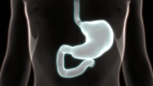 肠子 解剖 插图 空肠 疼痛 生物学 男人 系统 肝脏 信息图表