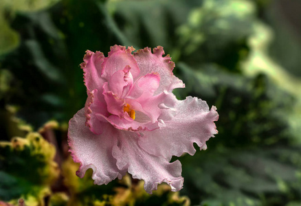 春天 植物 夏天 盛开 自然 植物区系 花的 特写镜头 颜色