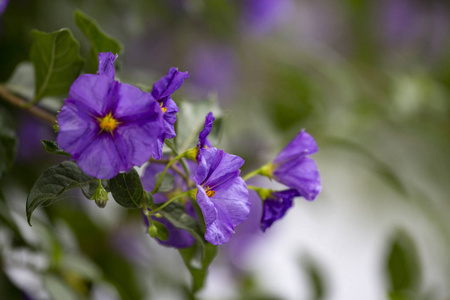 颜色 特写镜头 粉红色 花瓣 开花 夏天 季节 紫罗兰 植物学