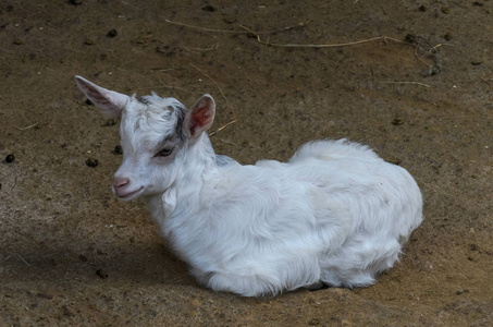 羊毛 宝贝 领域 毛皮 春天 农业 牧场 宠物 婴儿 英国