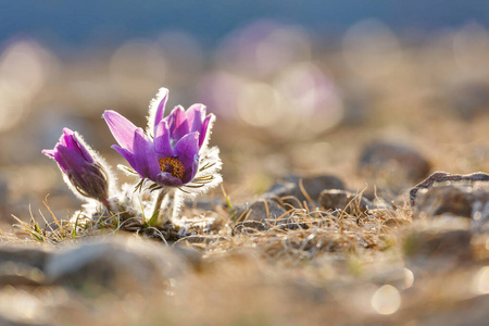 阳光下的野生紫色雪莲花,边缘蓬松照片