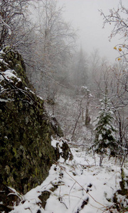 林地 天气 风景 寒冷的 公园 自然 森林 旅行 美丽的