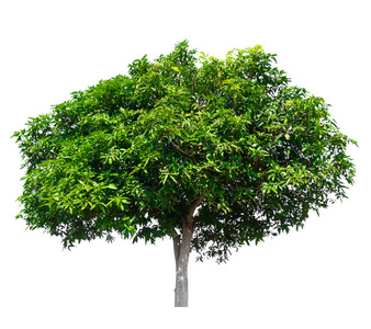 isolated mango tree on white background 