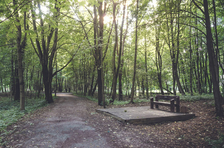 Old wooden bench in the park on a sunny day in a darkness among 