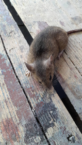 生态学 鼠标 荒野 居住 季节 毛皮 储备 保护 机智 皮肤