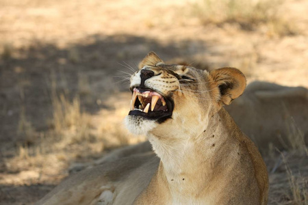 Lioness Panthera leo laying in sand in Kalahari Desert. Liones