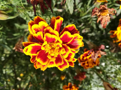 颜色 自然 植物区系 特写镜头 春天 夏天 花园 开花 万寿菊