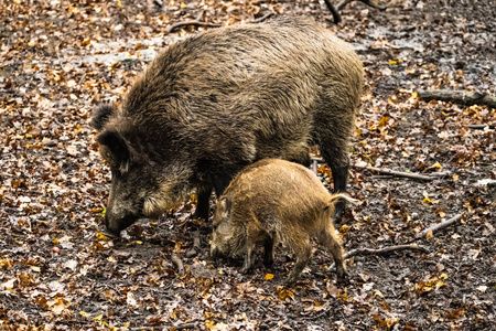 森林 肖像 毛皮 环境 野猪 欧洲 象牙 头发 动物 危险的