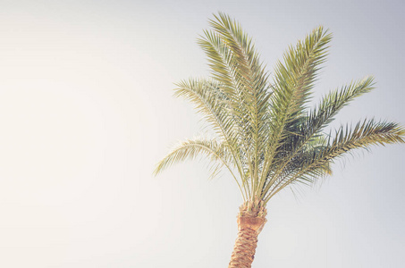 蓝天映衬下的棕榈树，阳光明媚