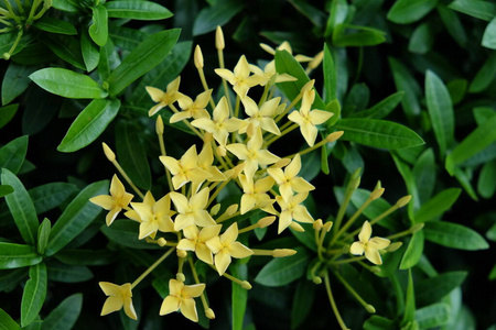 春天 灌木 生长 颜色 特写镜头 花的 开花 花园 植物