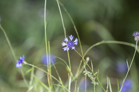 粉红色 春天 纹理 领域 花序梗 植物 漂亮的 特写镜头