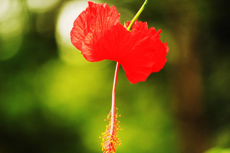 一朵美丽的红花的特写图片照片