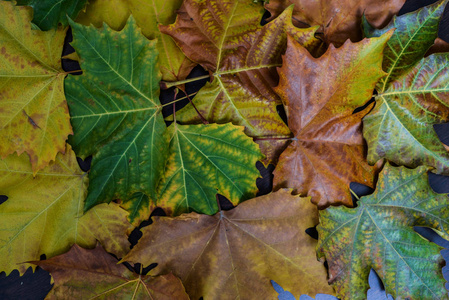 植物 地面 季节 十月 落下 树叶 颜色 枫树 自然 森林