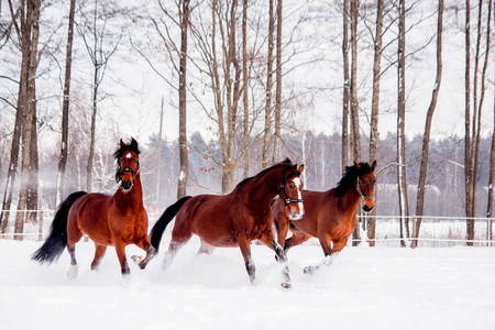 三匹海湾马在冬天的雪地里玩耍图片