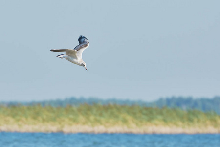 自由 海鸟 野生动物 钓鱼 动物 太阳 航班 和平 天空