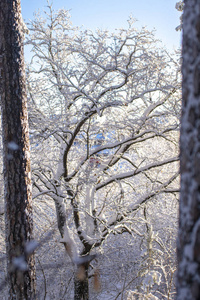 季节 分支 美女 天空 森林 自然 木材 松木 冷杉 冬天
